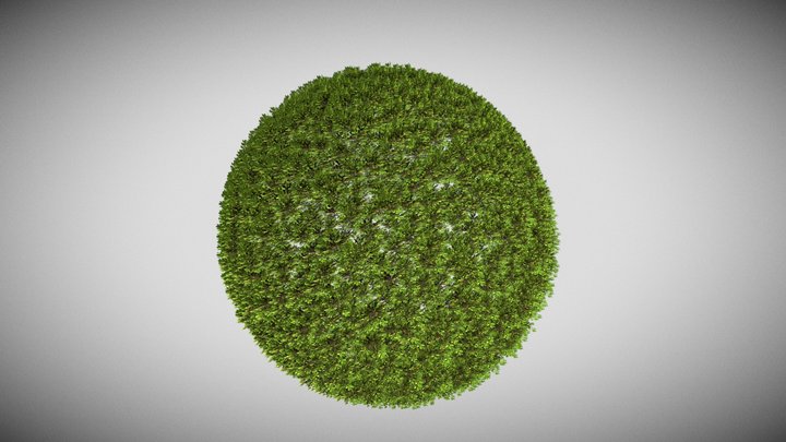 Hedge 3D Model