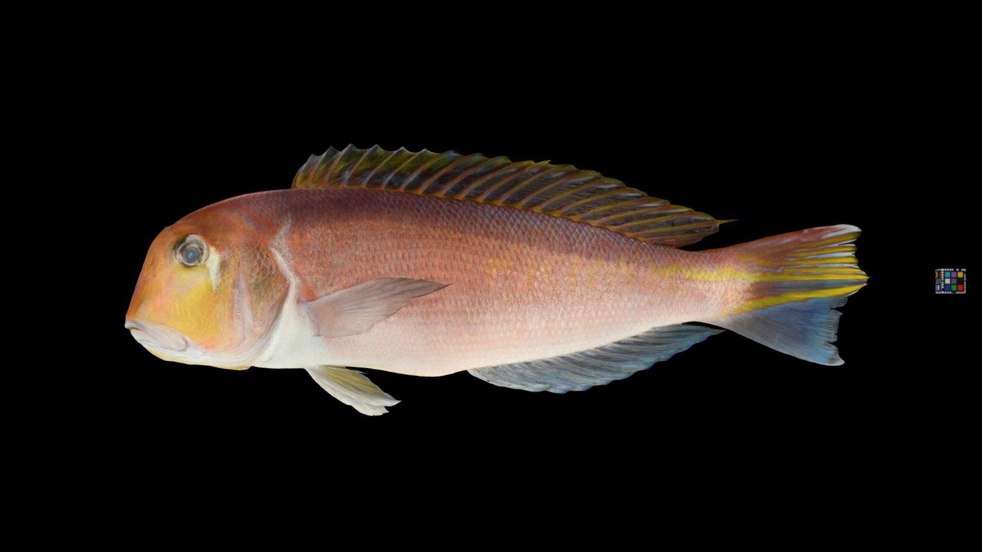 アカアマダイ Horsehead Tilefish, B. japonicus