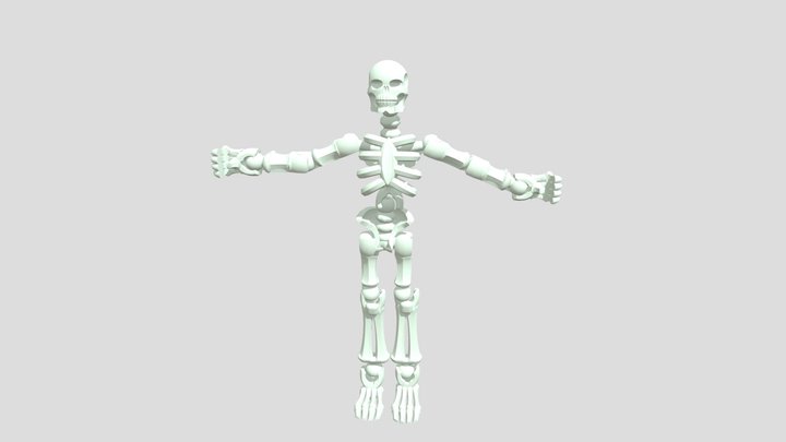 Skeletal & Muscular 3D Model