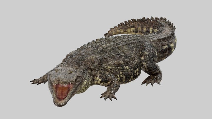 Crocodile 3D Model
