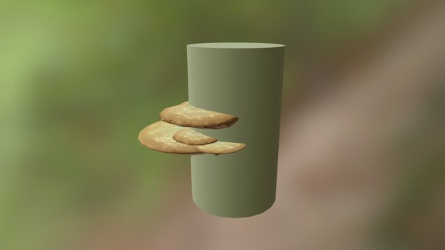 Tree Mushrooms 3D Model