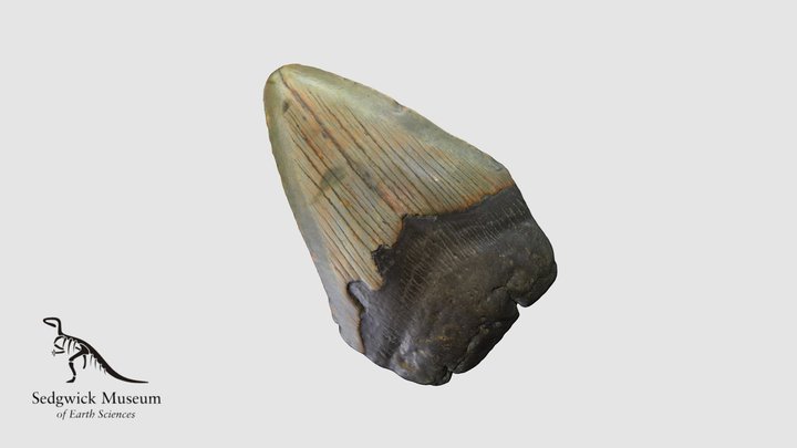 EduF655 Shark Tooth (Megalodon)