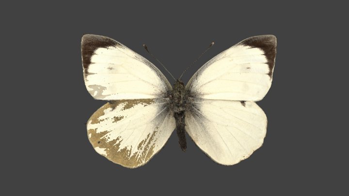 Pieris Brassicae – Modello 3D gratuito STL