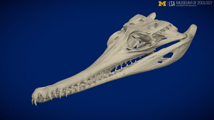 Tomistoma schlegelii 3D Model
