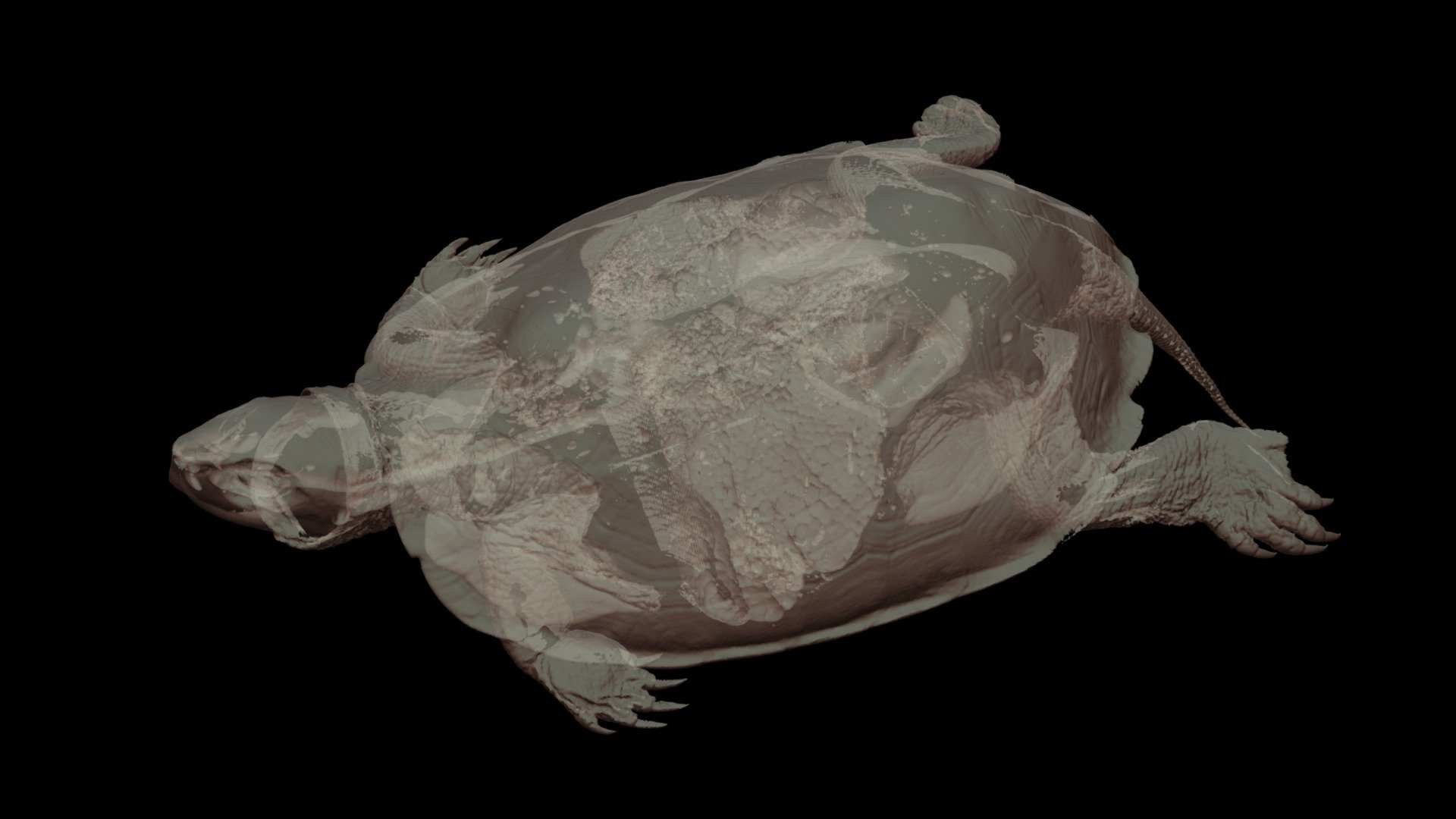 CT Scan ニホンイシガメ 🐢 ♂ Japanese Pond Turtle - Download Free 3D model by ...