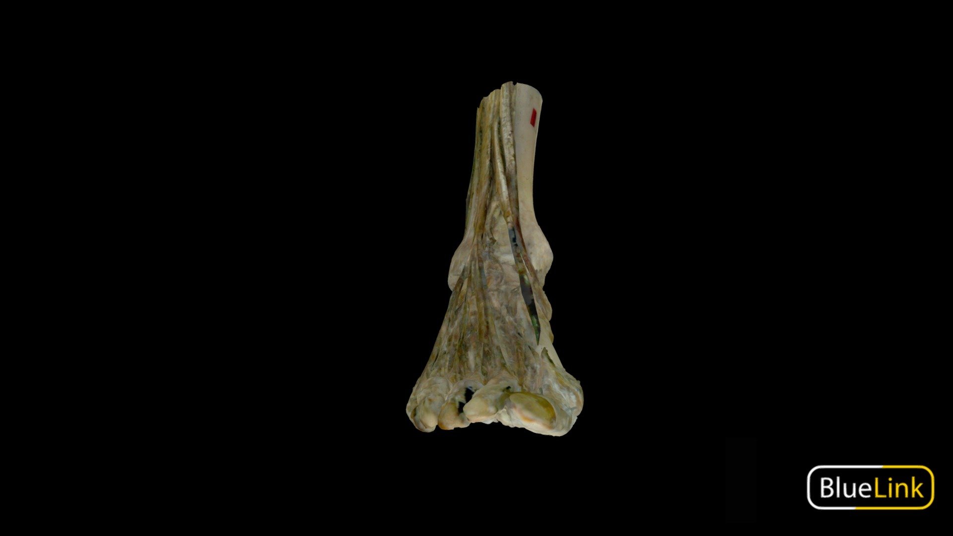 Right Foot Muscles