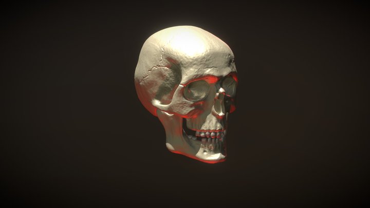 Skull 3D Model