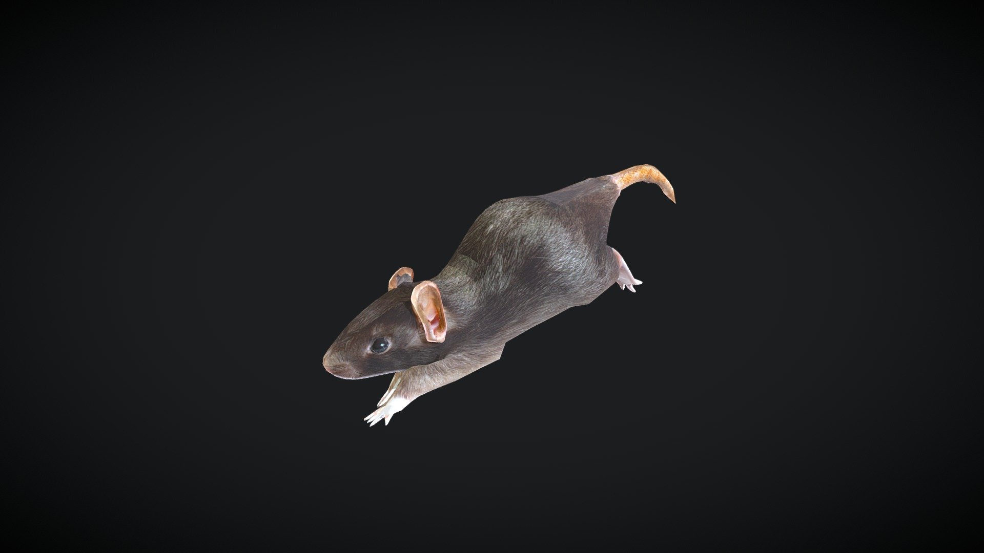 Rat Animated - Download Free 3D model by Shintokin [cba5c3b] - Sketchfab