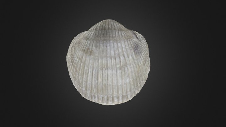 Brachiopod: Atrypa devoniana (PRI 70763) – Gratis 3D-model STL