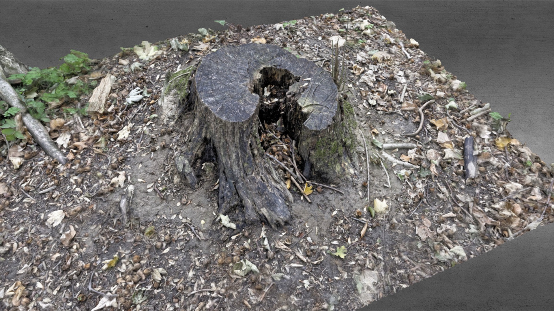 3D model tree stump photogrammetry - This is a 3D model of the tree stump photogrammetry. The 3D model is about a large turtle on the ground.