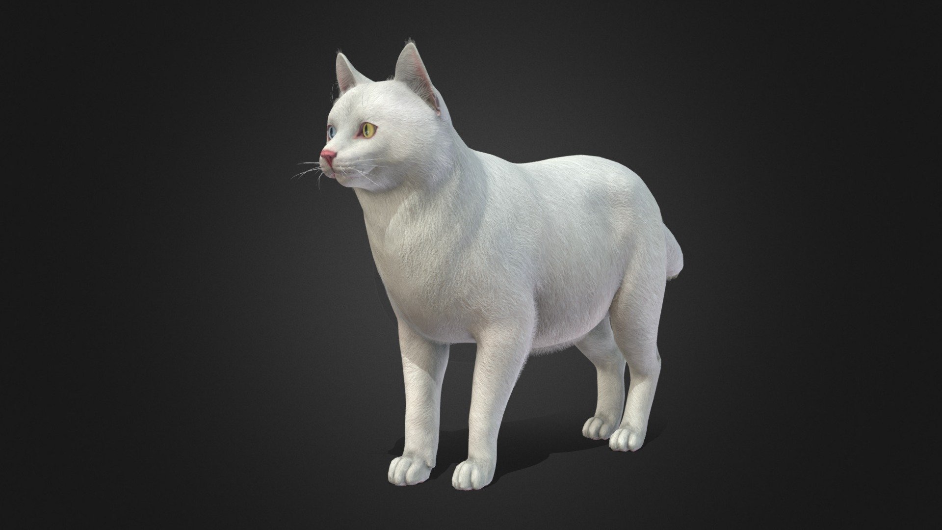 Cat Fat - Buy Royalty Free 3D model by RedDeer (@billl90) [cbb4560]