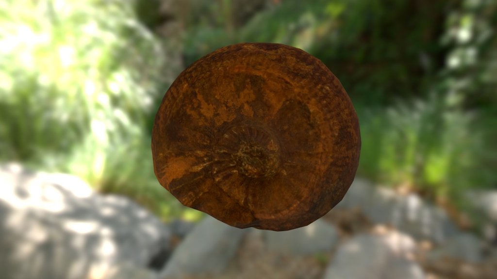 Ammonite