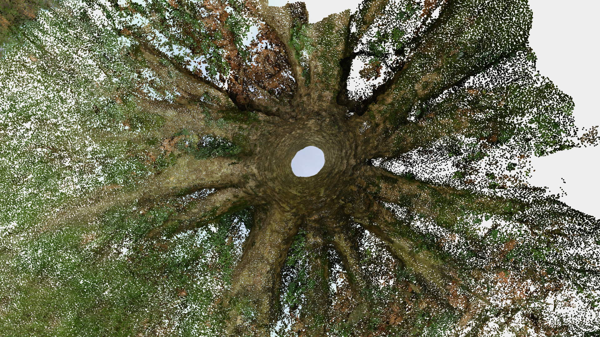 Point Cloud Tree Trunk