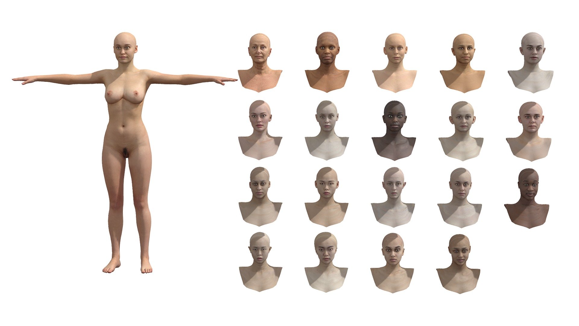 Human Females - 3D model by Studio Lab (@studiolab.dev) [cbbbdd4 ...