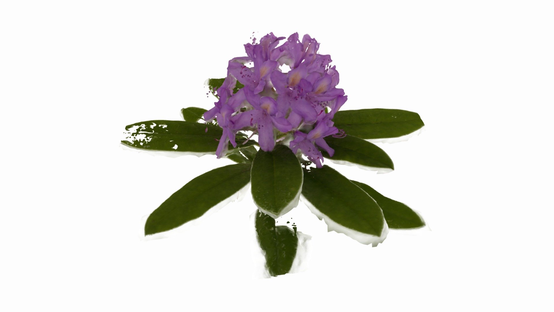 Rhododendron failed attempt!