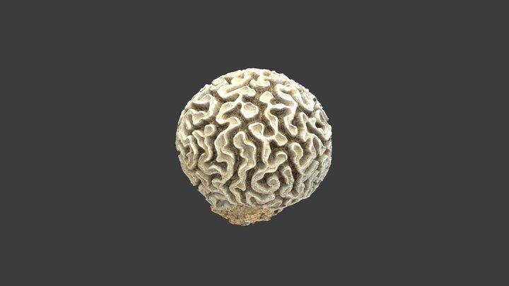 Diploria labyrinthiformis – Modello 3D gratuito STL