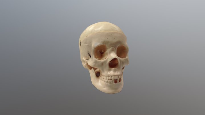 skull 3D Model
