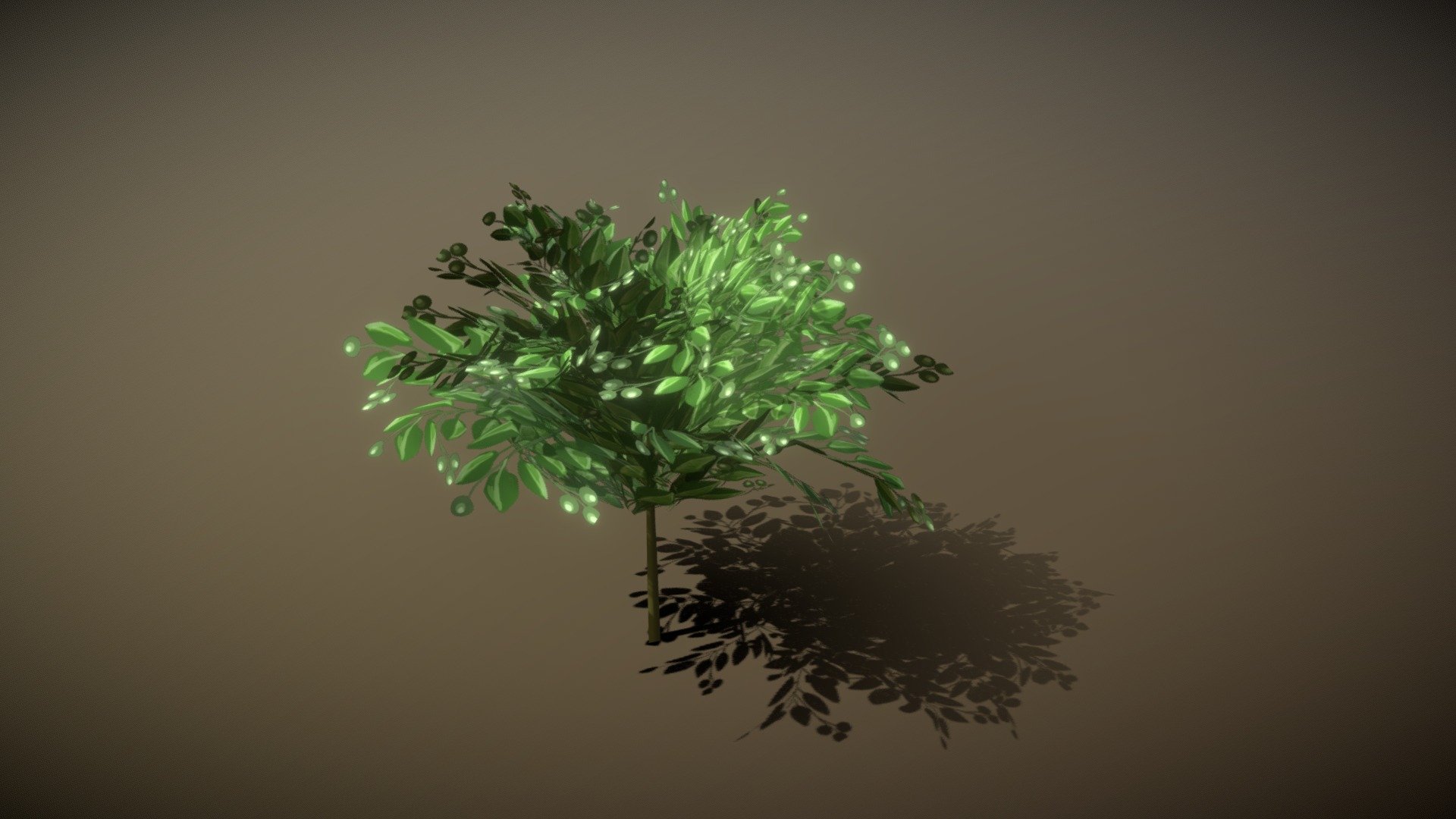 Laurel tree