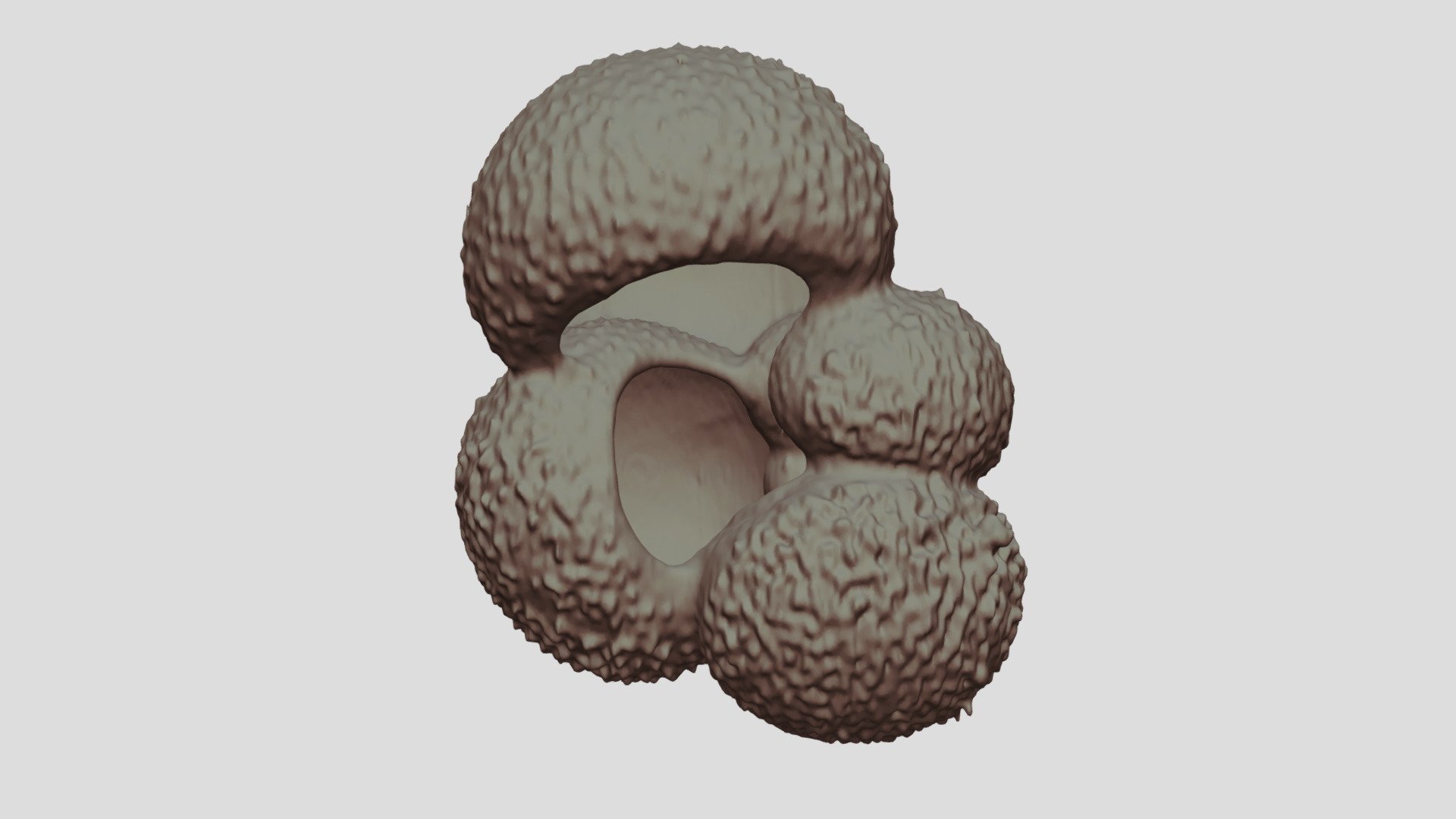 Globigerina bulloides [Geo B8502 785cm Shell-3]