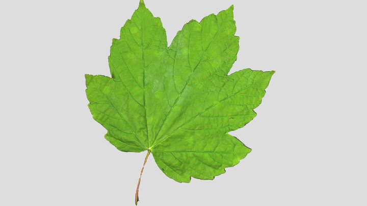 Maple Leaf 1x4k Normals and Texture free 3D Model