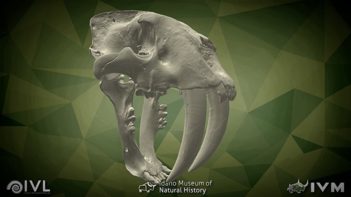 Sabertoothed Cat (Smilodon fatalis) 3D Model