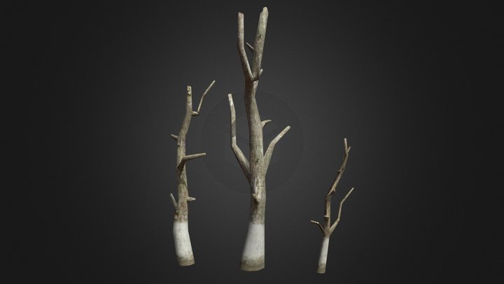 Tree 3D Model