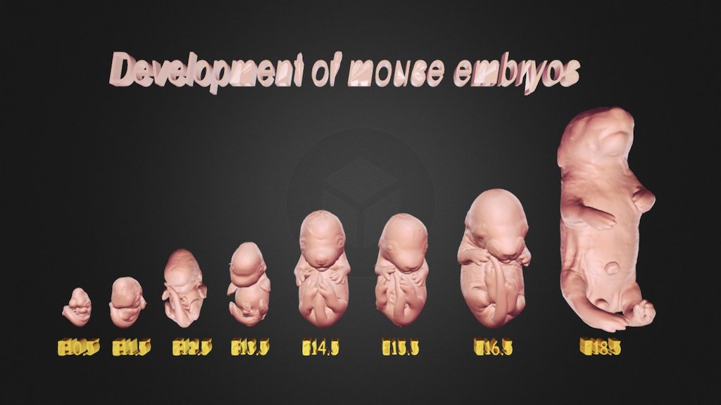 Development of mouse embryo _vrml test version - 3D model by 3D Imaging ...