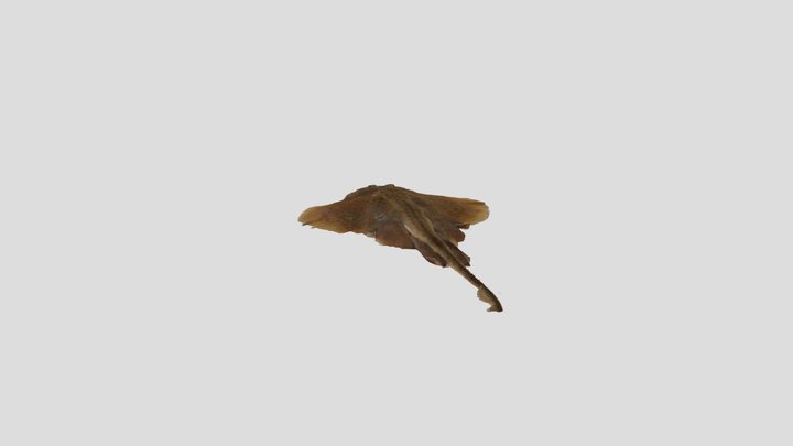 Skate Model 3D Model