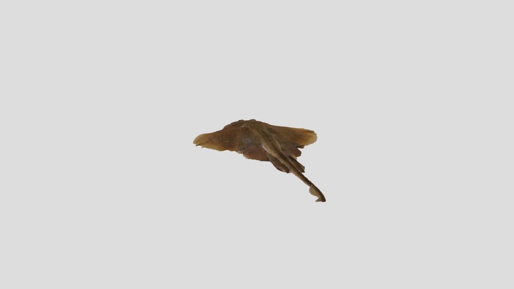 Skate Model