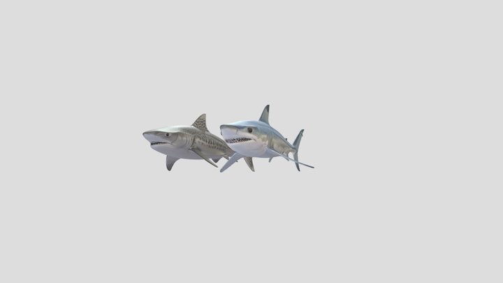 MakoShark and TigerShark – Modelo 3D gratuito STL