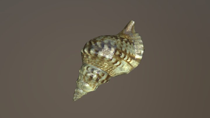 Tritone shell 3D Model
