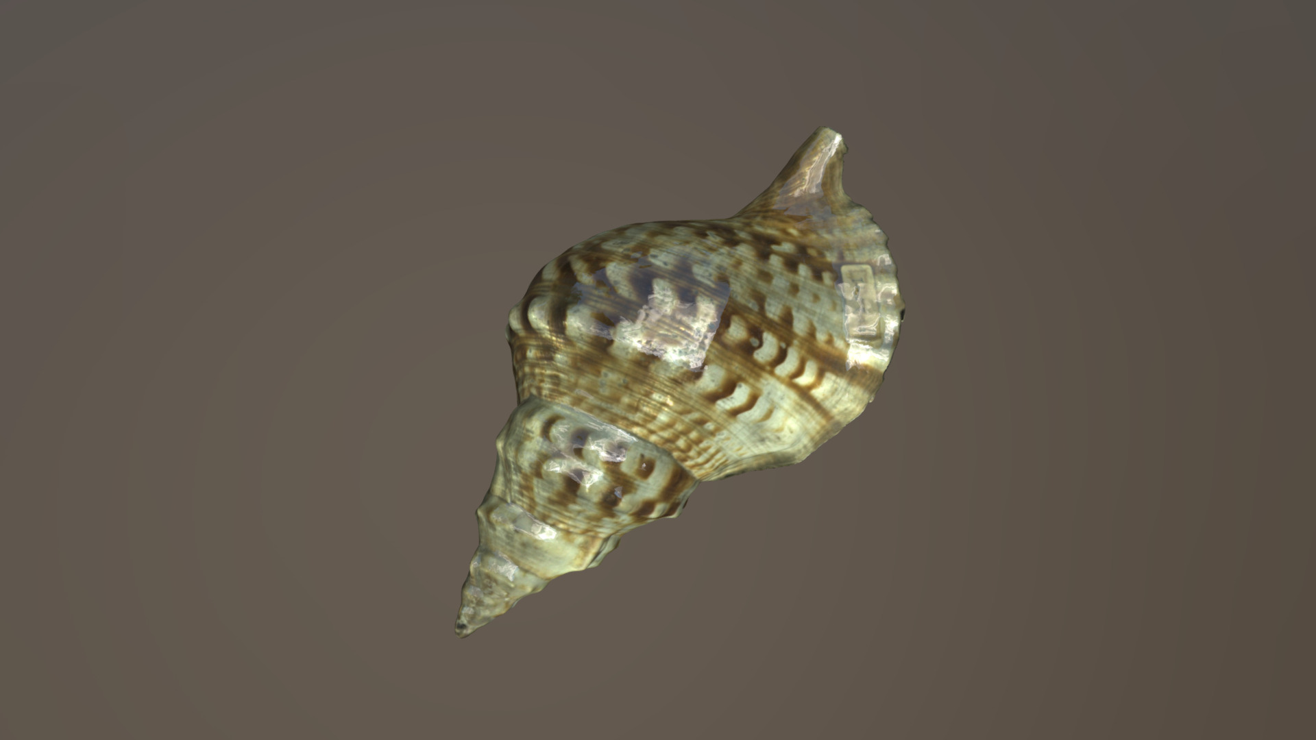 3D model Tritone shell - This is a 3D model of the Tritone shell. The 3D model is about a pair of gold and silver earrings.