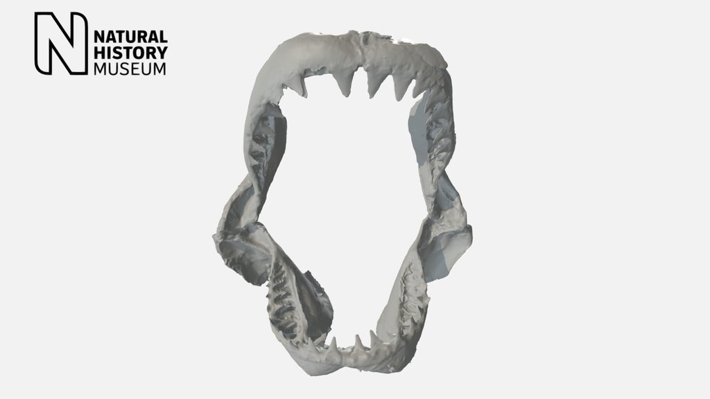 Great White Shark jaw