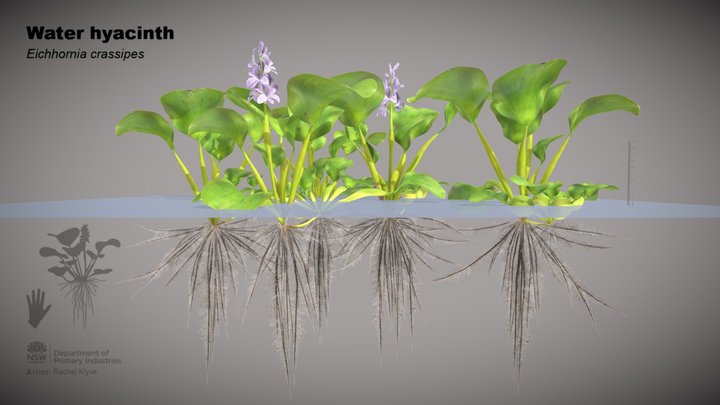 Water Hyacinth (Eichhornia crassipes) 3D Model