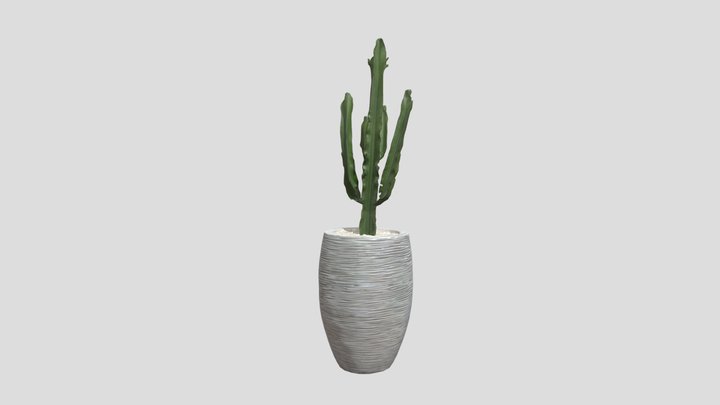 Cactus Dans Pot 3D Model