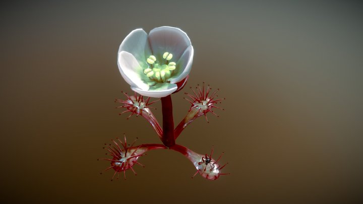PLANTA CARNÍVORA DE TURBERAS 3D Model