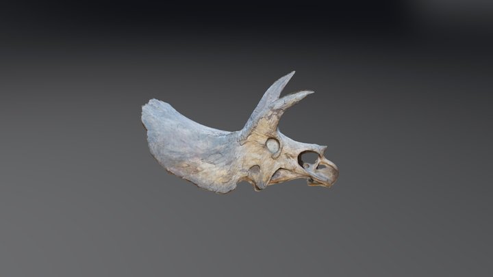 Triceratops skull 3D Model