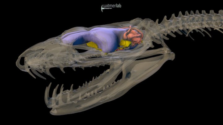 Tree Boa - snake skull & brain endocast – Modello 3D gratuito STL