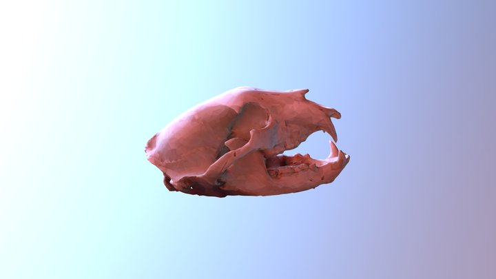 Skull Simplified 3D Model
