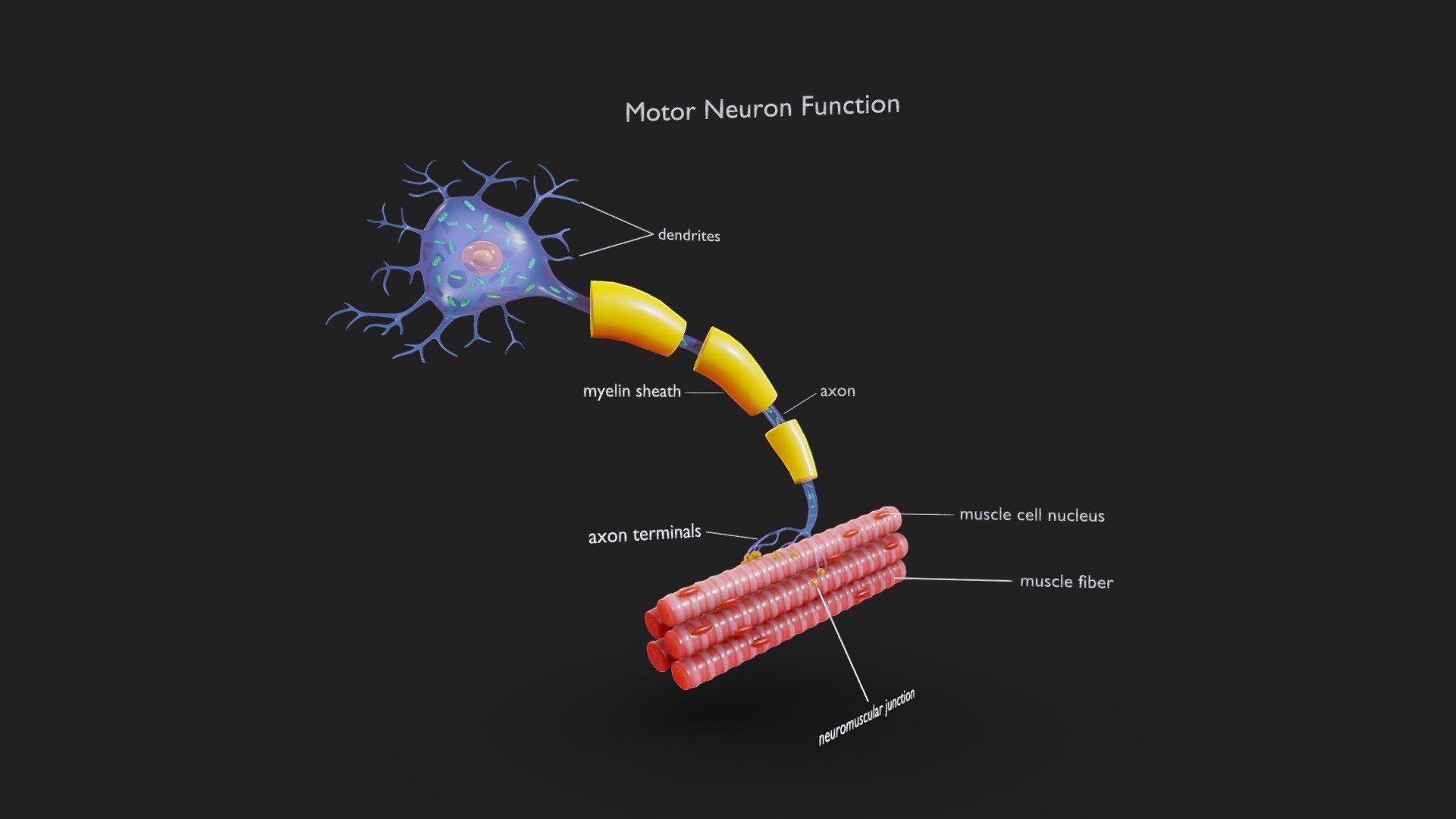Structure Of Neuron 3d Animation