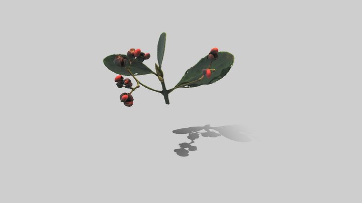 Euonymus japonicus 3D Model