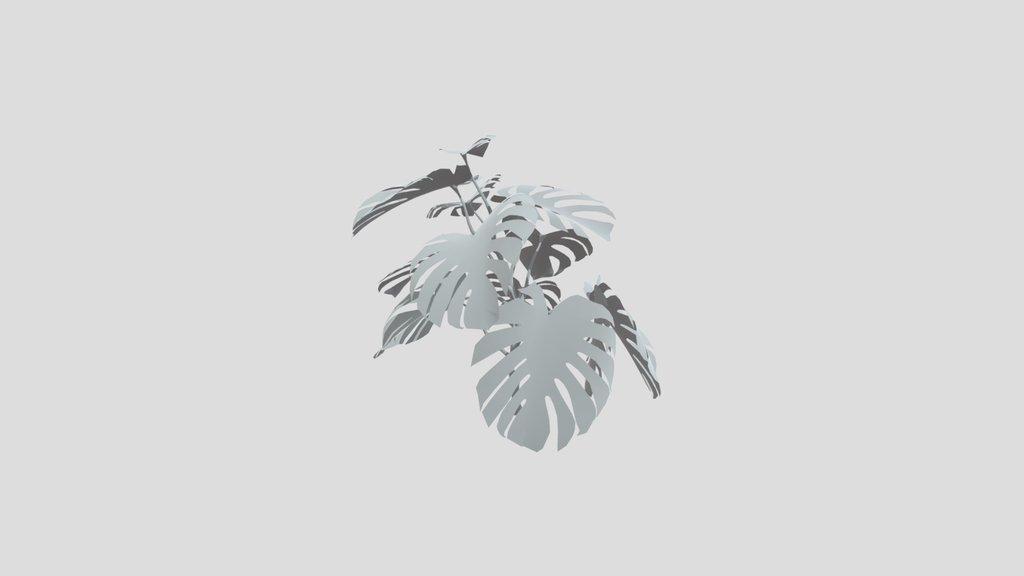 Monestera Plant Elder Var