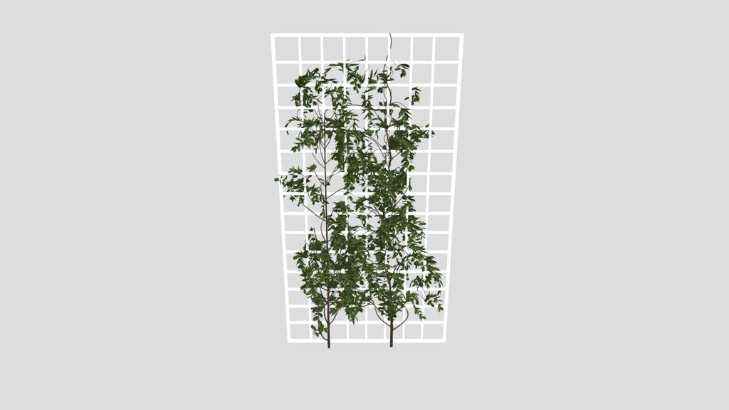Ivy Wall Grid Plant
