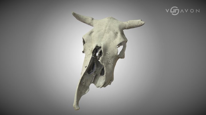 Cattle Skull (Punta Arenas, Chile) 3D Model