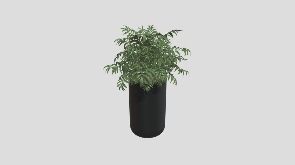 Compact Bamboo Palm Planter