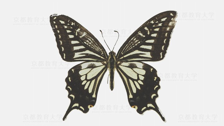 Butterfly 3D models - Sketchfab