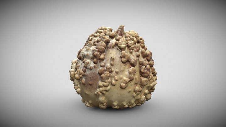 Calabaza1-RC50Kmapanormal 3D Model