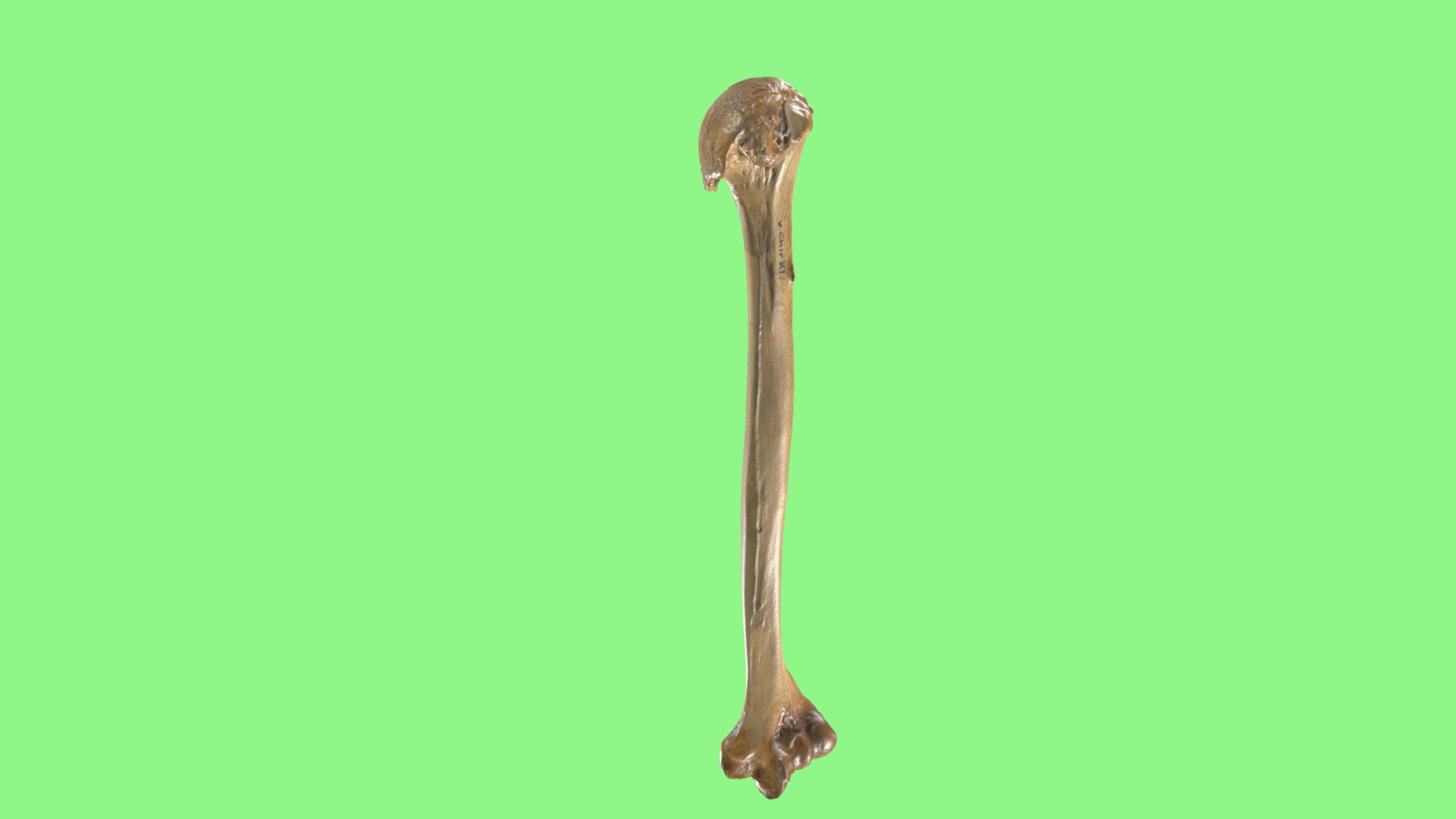 Humerus Arthrose - 3D model by Institute of Anatomy Rostock (@Alexander ...