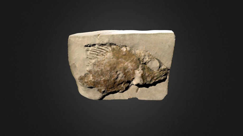 Homonotus dorsalis (BMB 007210) — Sketchfab embed 3D viewer