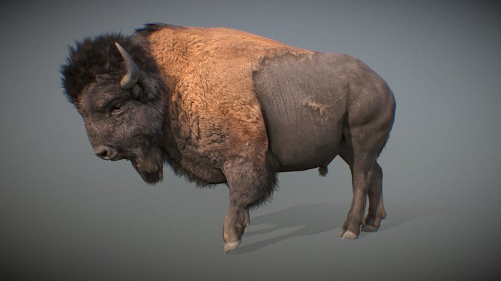 Animalia - American Bison (male) 3D Model